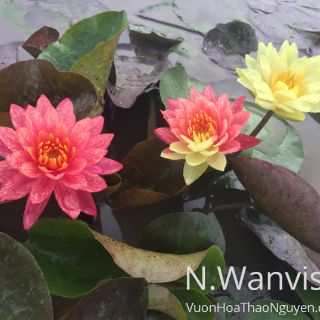 Cây hoa súng Thái Lan Wanvisa V-17