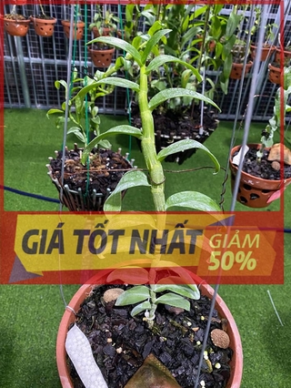 Phi điệp đột biến 5 CT NGƯỜI ĐẸP KHÔNG TÊN cấy mô UY TÍN CHẤT LƯỢNG