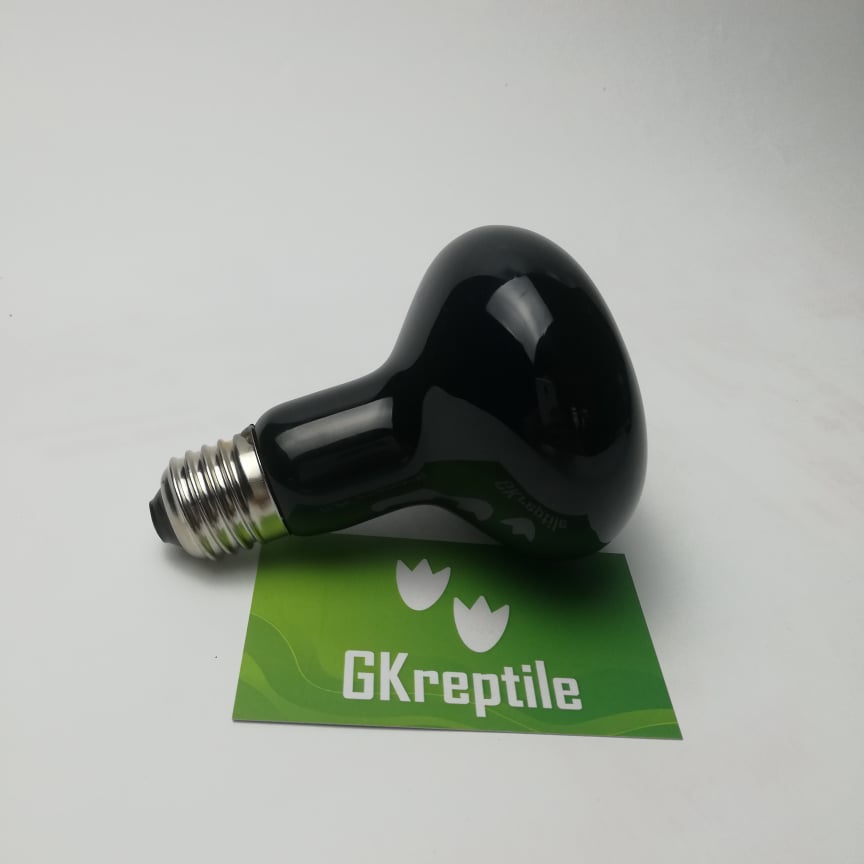 Đèn sưởi cho bò sát , đèn sưởi đêm
