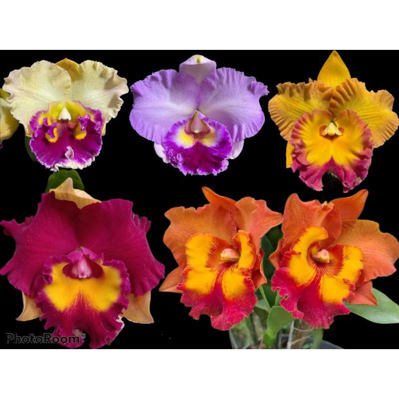 Hoa lan cát giống - chọn màu