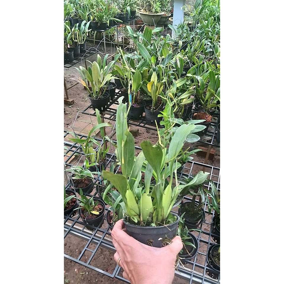 Vũ nữ baby pink