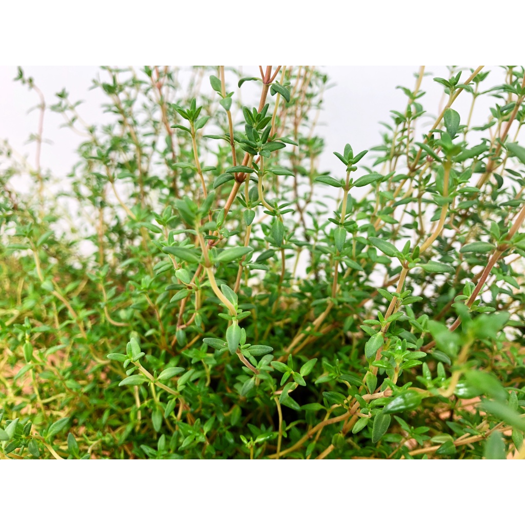 Cây cỏ xạ hương - thyme, cây hương liệu thảo dược gia vị, đuổi muỗi, vườn của an