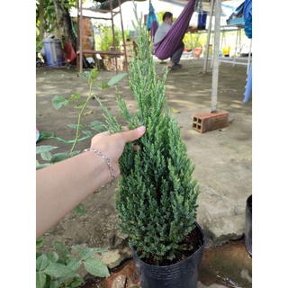 Cây sơn tùng