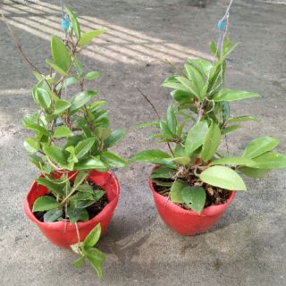 Lan cẩm cù đỏ