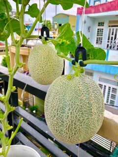 💯MUA NHIỀU GIẢM GIÁ✔️ Hạt Giống Rau Củ Quả, Hạt Giống Dưa Lưới Ruột Vàng, Dưa Thơm - Dưa trồng Đất, Thủy Canh