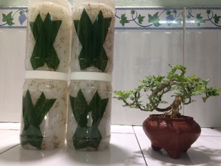 THẠCH DỪA ÉP KHÔ MINH TÂM
