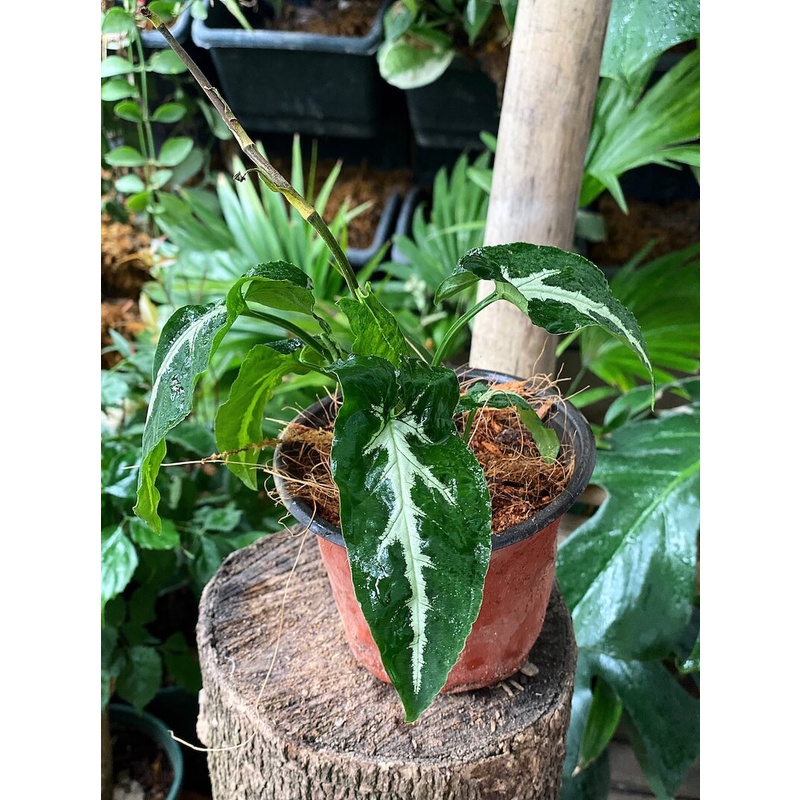 Cây Syngonium wendlandii Silver Goose Foot (Trầu Bà Nhung) chậu nhựa 10cm