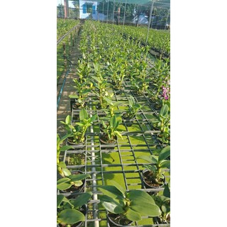 Hoa Lan Dendro Nắng Bò Tím Đang Nụ