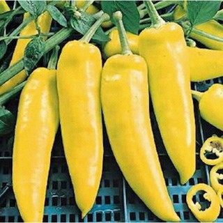 Hạt giống Ớt sừng vàng +tặng 2viên nén