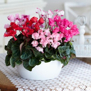 5h - Hạt giống hoa anh thảo