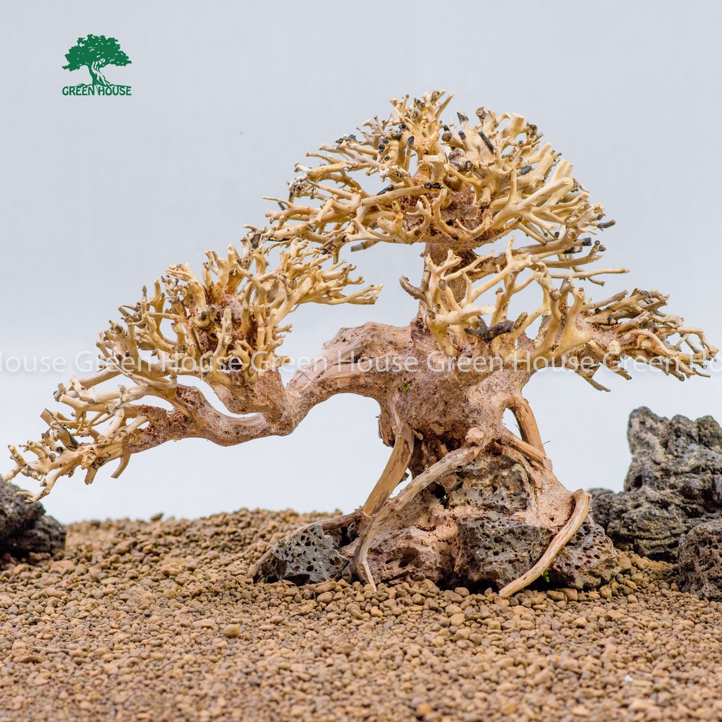 Lũa Bonsai, Lũa thủy sinh dùng trang trí hồ cá cảnh, hồ thủy sinh, văn phòng, nhà cửa