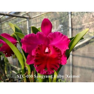 Hoa lan catt mã 030 cây trưởng thành chậu phi 12