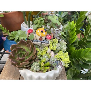 Combo 16 cây sen đá siêu đẹp