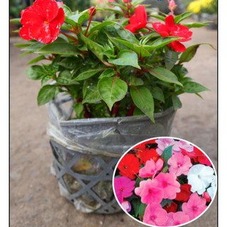 Chậu cây mai dạ thảo, mai địa thảo