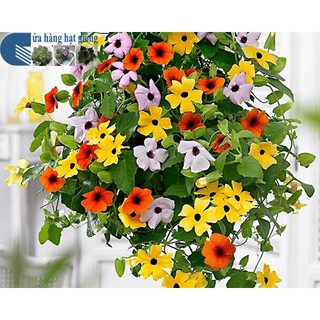 Hạt giống hoa ánh dương