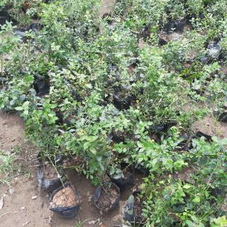 Cây giống việt quất