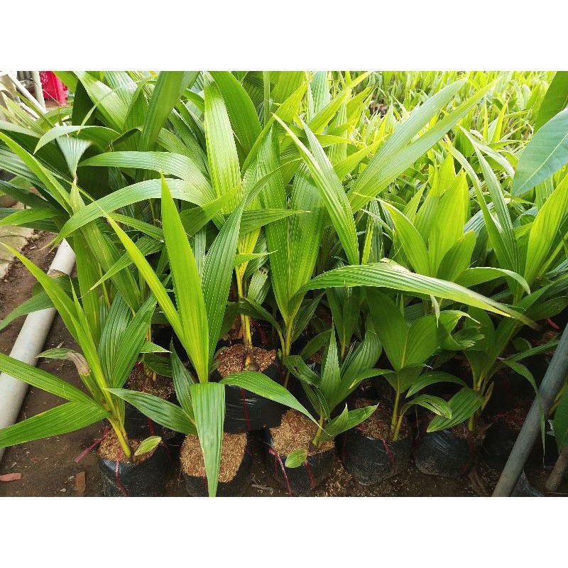 Cây dừa vàng