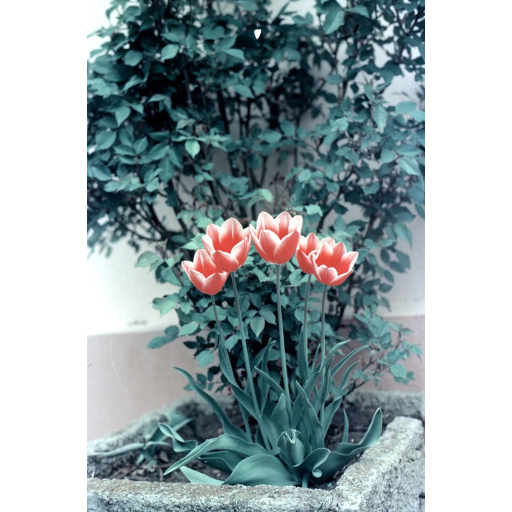 Phim KONO! Delight Art ISO 400, Màu Color, 135/35mm x 36 Kiểu, In Date Cho Máy Chụp Ảnh Film - LIIQ Flash