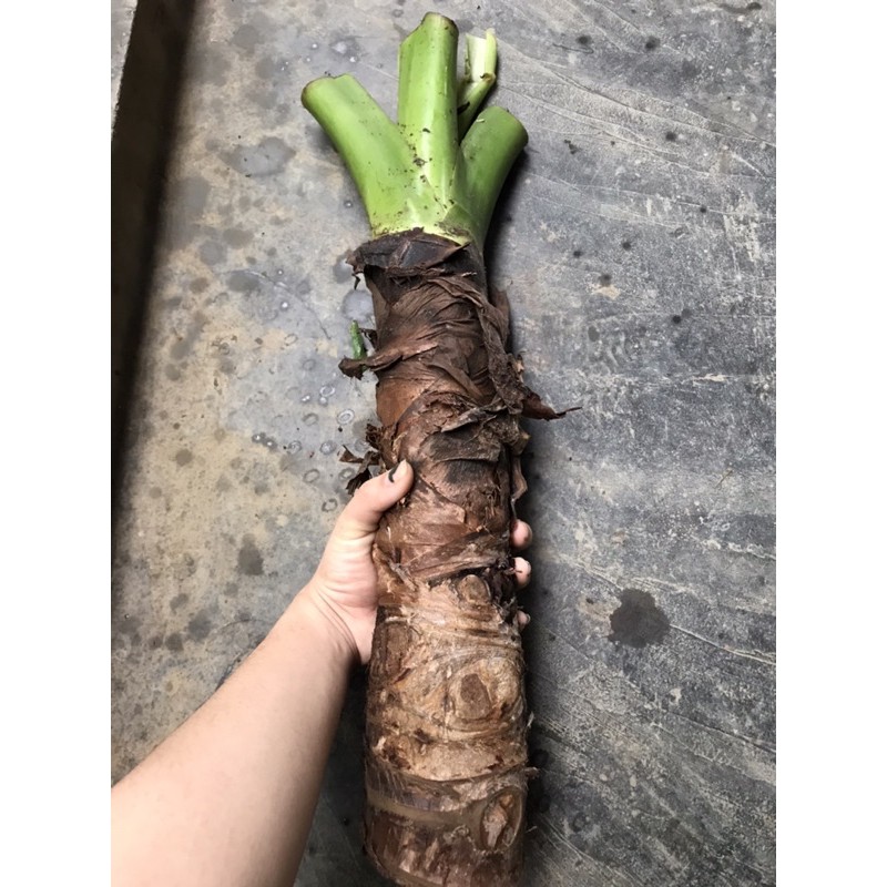 Ráy voi hàng khủng