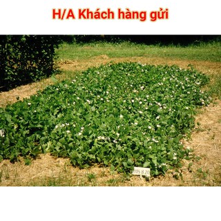 Hạt Giống Đậu Rồng 20g(Wing Bean)