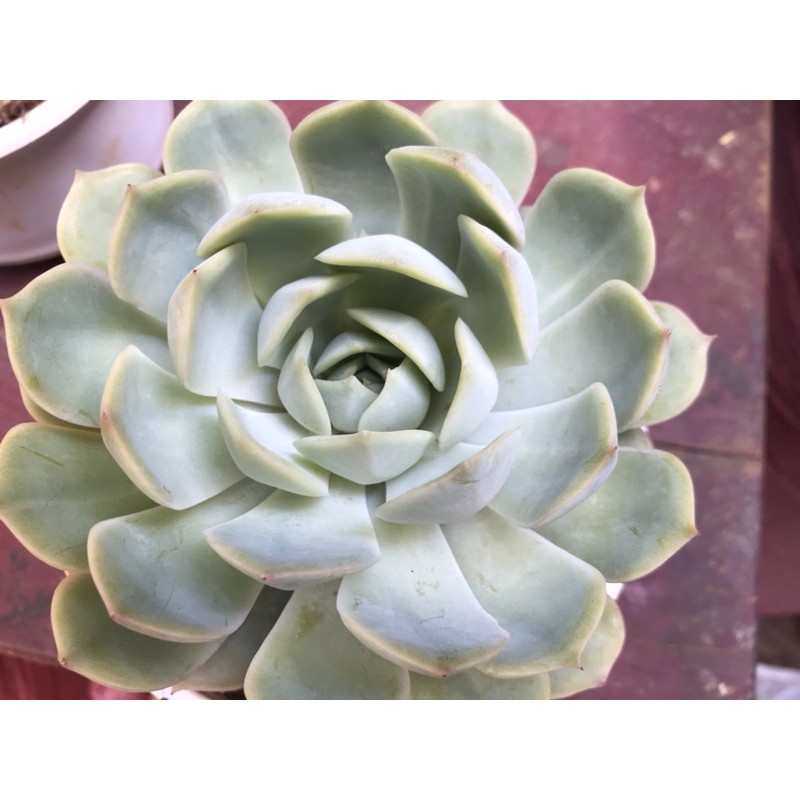 sen đá loại đại 40 k