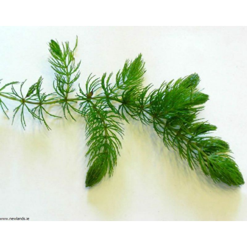 30 nhánh rong đuôi chồn thủy sinh 15cm