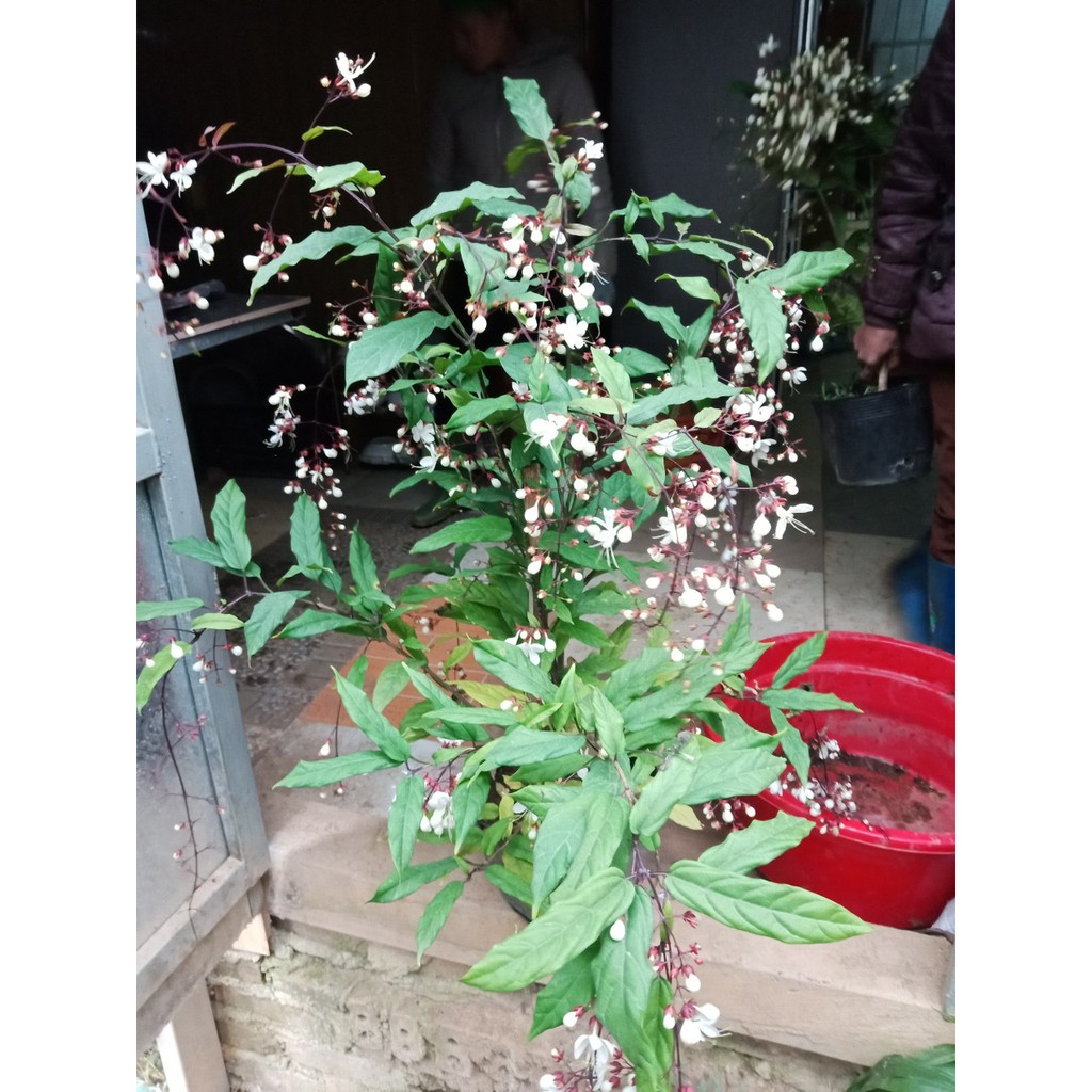 Bầu cây Hoa dạ ngọc minh châu lớn – hoa chơi tết mang lại tài lộc