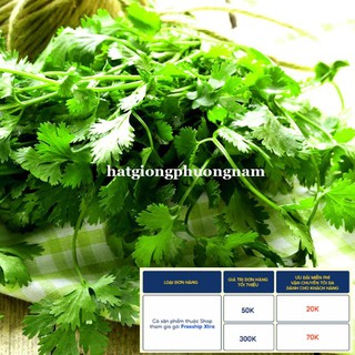 20GR - HẠT GIỐNG RAU NGÒ