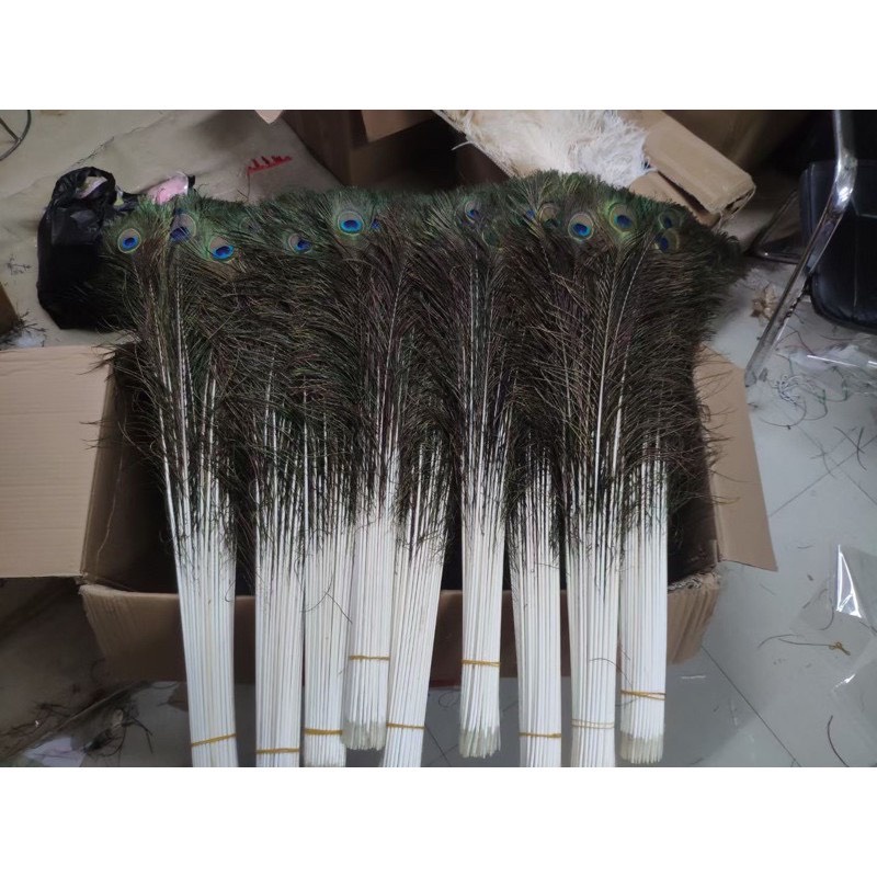 Vật phẩm phong thủy # Lông Công Phong Thủy (10 Cọng)# Đồ Trang Trí Phong Thủy