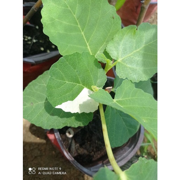 Sung Mỹ BRN giống