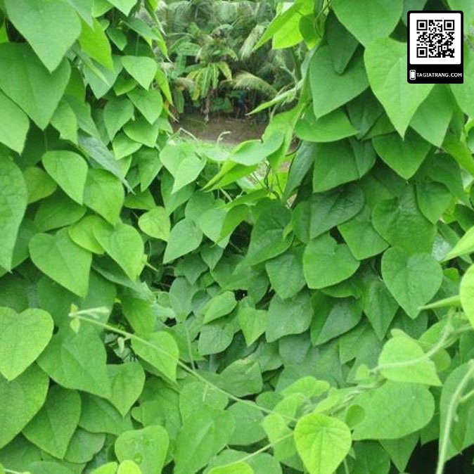 Hạt giống sương sâm lông rừng