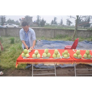 Hạt giống dưa lê M181