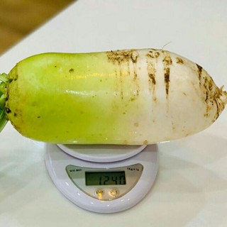 hạt giống củ cải hàn quốc