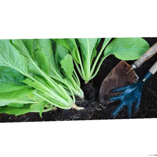 Hạt giống cải ngọt cao sản