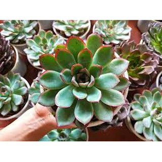  HẠT GIỐNG SEN ĐÁ MIX GÓI 20 HẠT