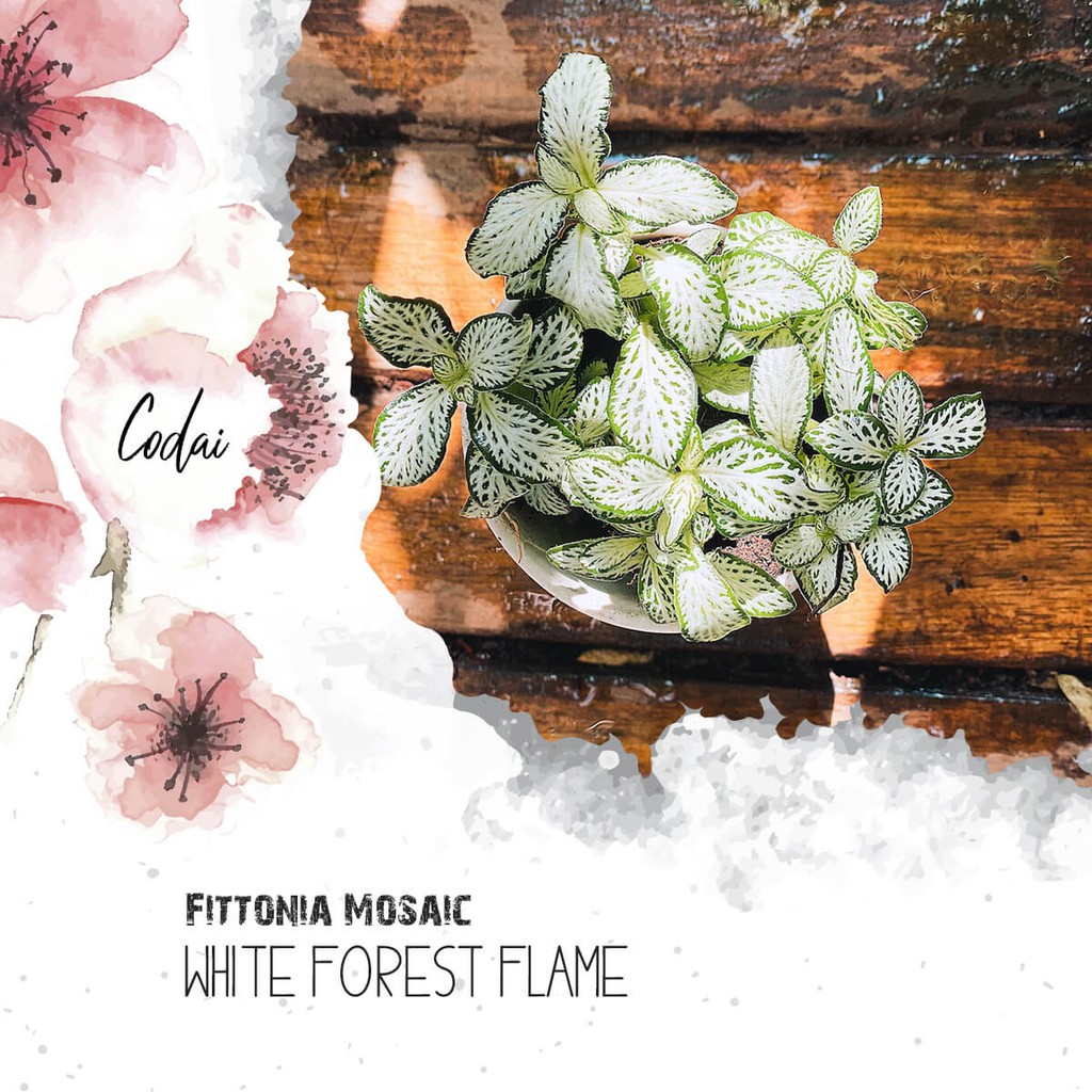 Cây Fittonia Mosaic White Forest Flame – Cây Cẩm Nhung Mosaic White Forest Flame, Lá May Mắn Mosaic