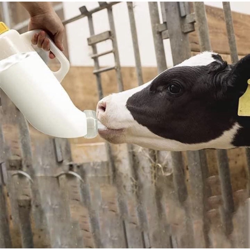 Bình bú sữa cho bê con 2 lít