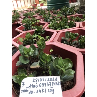 Bỏng thái kép