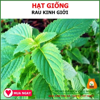 Hạt Giống Rau Kinh Giới Rạng Đông 1Gram