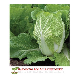 Gói 50 hạt giống cải thảo