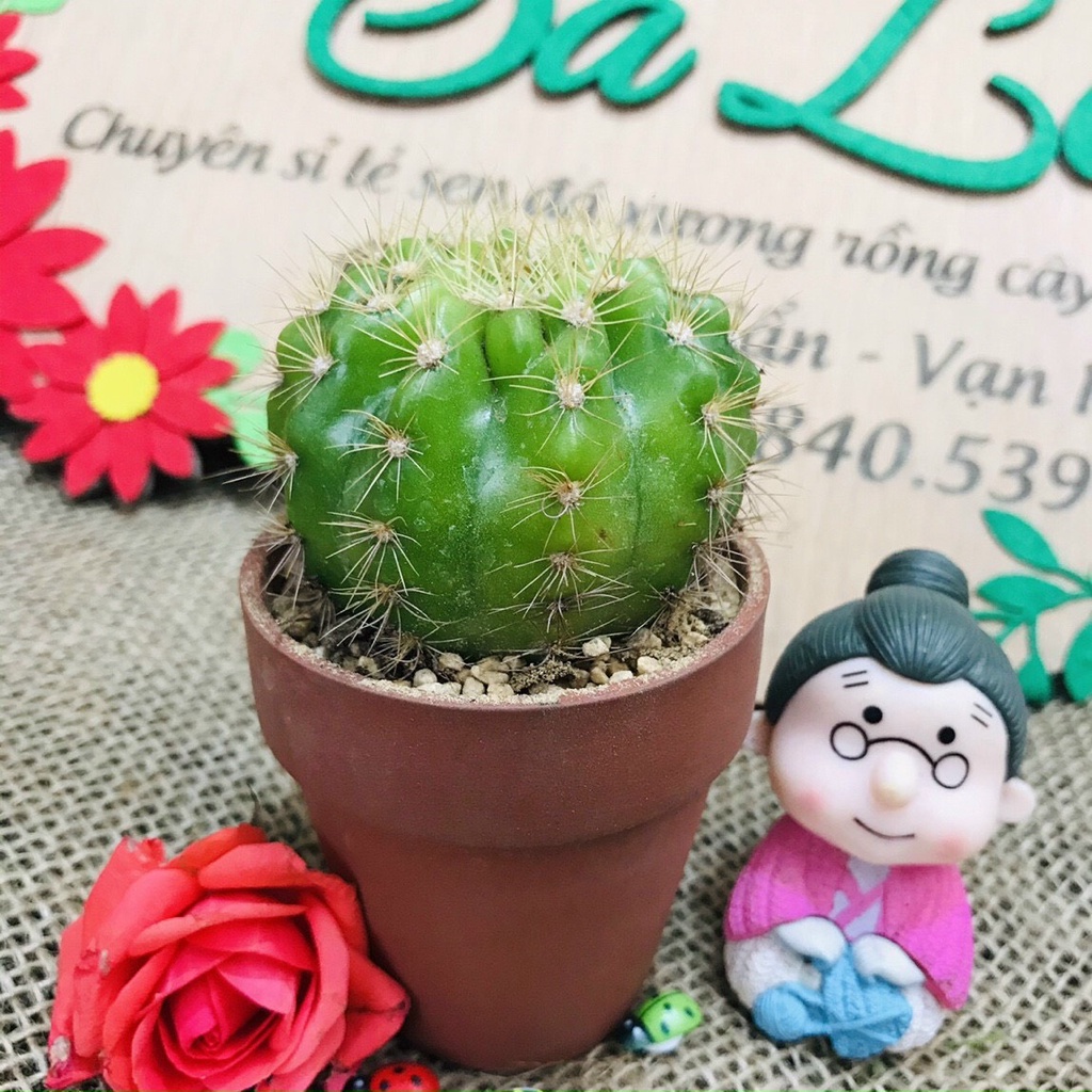 🔥🌵XƯƠNG RỒNG MIX NHIỀU LOẠI🌸, THANH SƠN, TAI THỎ, BÁNH SINH NHẬT, TRỨNG CHIM. ASTER, ECHINO