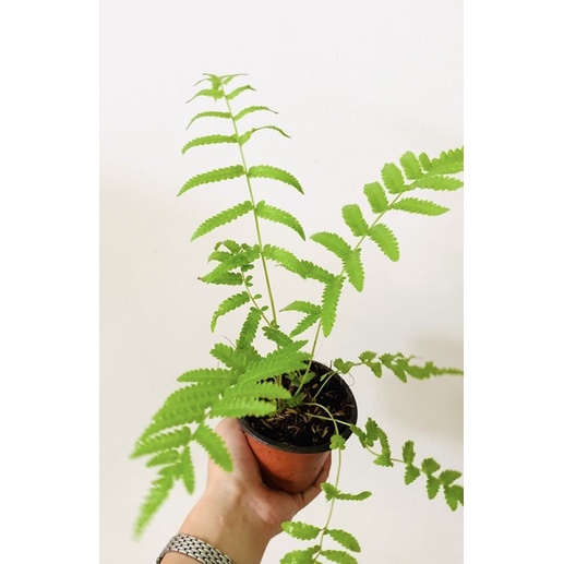 Chậu cây dương xỉ nhỏ để bàn