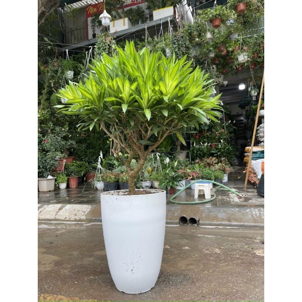 (47x35cm) Chậu nhựa Bom đen/trắng giả sứ cao cấp siêu bền xịn_Chậu bầu đứng dáng cao nhiều size