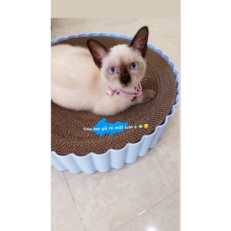 Bàn Cào Móng Tròn Kiêm Ụ Nằm