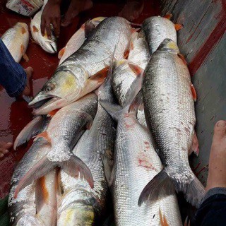 Cá măng sông đà sấy 1kg