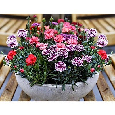 Hạt giống hoa cẩm chướng đủ màu siêu hoa F1