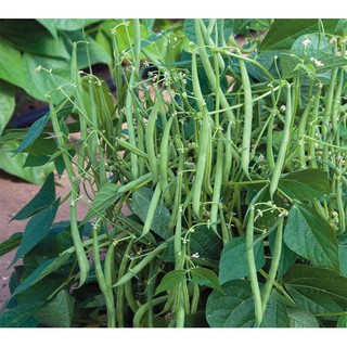 Hạt giống đậu cove lùn xanh hạt trắng