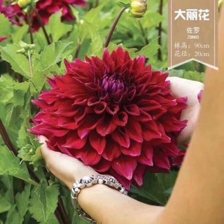 Củ hoa thược dược khổng lồ