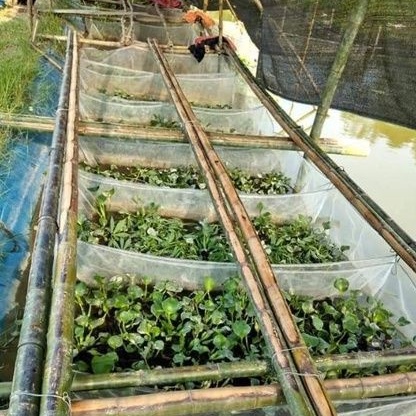 Tráng nuôi ốc nhồi mới nở - mã 2x1x0,6