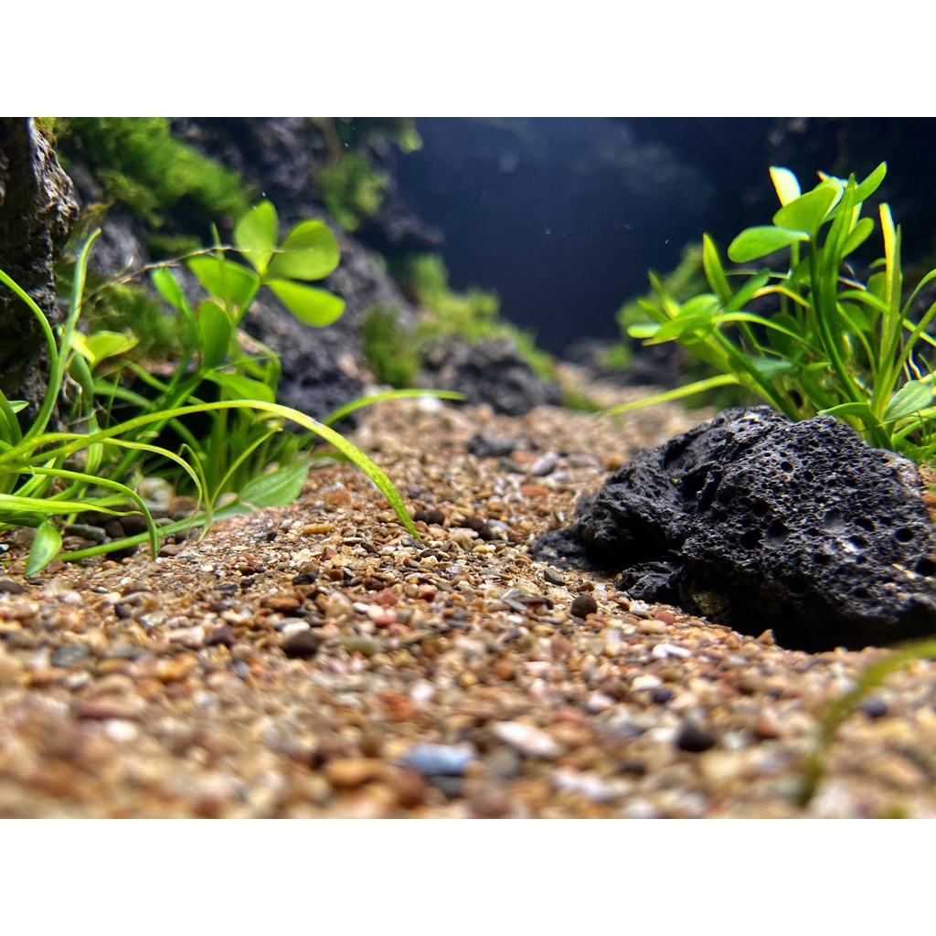 CÁT SUỐI, SẠN SUỐI, CUỘI VÂN